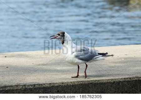 Common Gull - Larus Canus