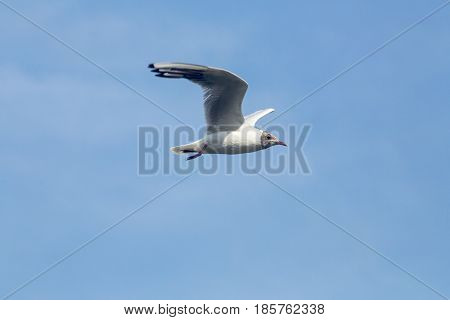 Common Gull - Larus Canus