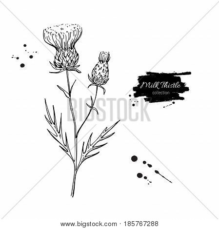 Milk thistle flower vector drawing set. Isolated  wild plant and leaves. Herbal engraved style illustration. Detailed botanical sketch