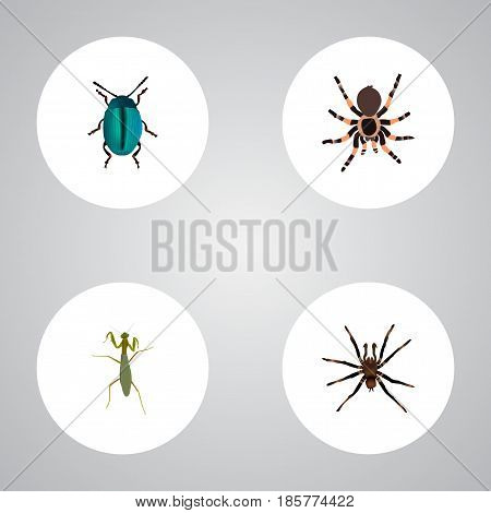 Realistic Arachnid, Tarantula, Bug And Other Vector Elements. Set Of Hexapod Realistic Symbols Also Includes Blue, Grasshopper, Spider Objects.
