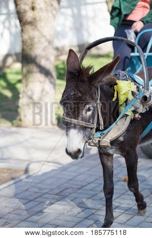 The donkey carries people in a cart .