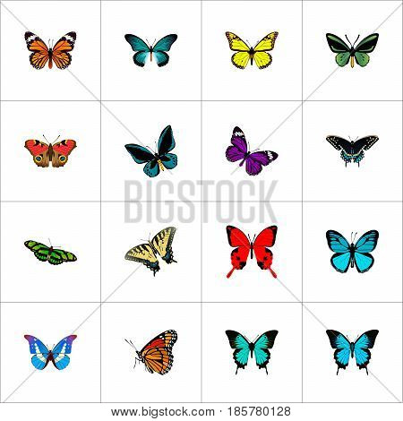 Realistic Papilio Ulysses, Demophoon, Checkerspot And Other Vector Elements. Set Of Moth Realistic Symbols Also Includes Sky, Brown, Fly Objects.