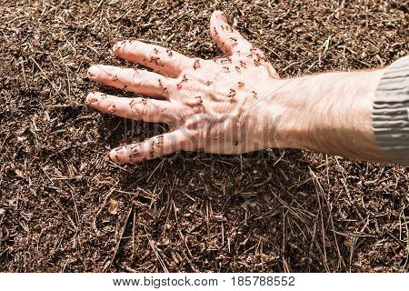 Men hand lies in the anthill and ants running around on it