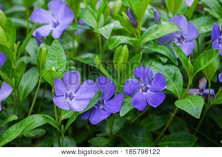 Periwinkle blue flowers are beautiful in spring day