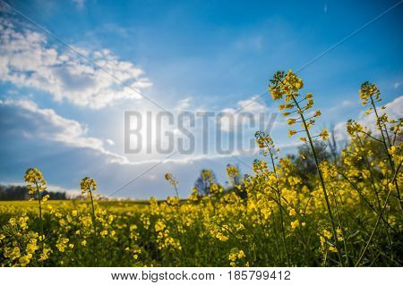 Fop Perspective Of Rape Meadow Yellow Blossoms Sunlight Spring