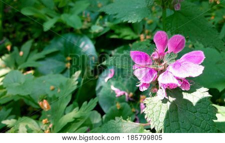 pink flower in the sun solar summer in the wood