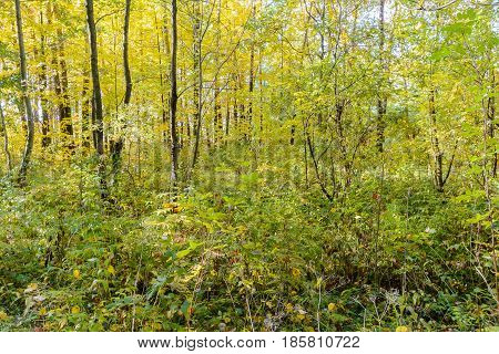 Autumn Early autumn Forest Grove Leaves Leaves of the trees Rays of sunlight Sunlight Sunlight in the branches Trees