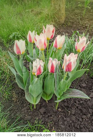Tulips Growing In The Garden