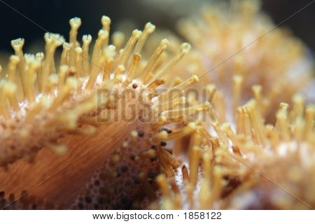Søanemoner makro