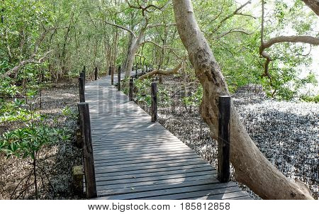 Wooden bridge at Golden Mangrove FieldPra Sae Rayong Thailand.