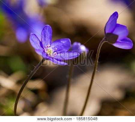Blue Liverworts Flowers In Close Up
