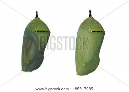 Two monarch butterfly chrysalises with one day difference in development, the left one nearly ready for eclosion as wings are showing through the shell; on white