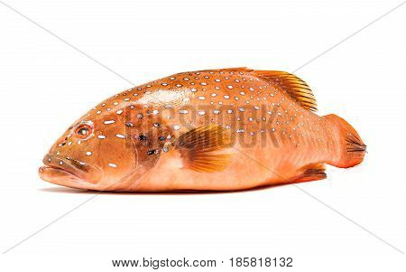 fresh coral trout or coral grouper fish isolated on white background