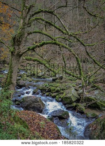 stream with running water