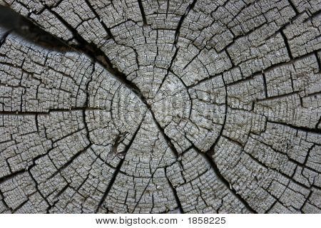 Log antigo