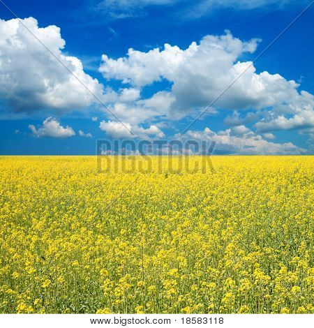 blomsten af olie raps i feltet med blå himmel og skyer