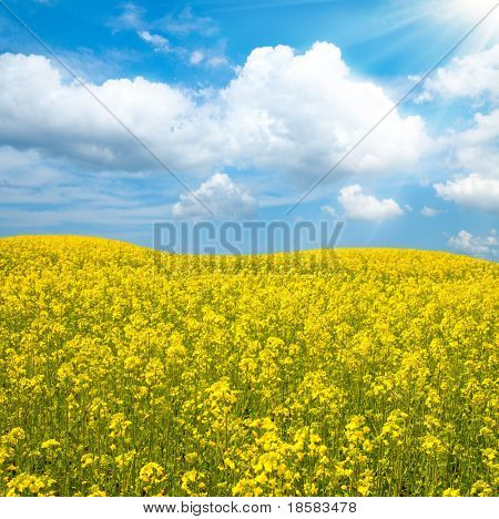 blomsten af olie raps i feltet med blå himmel og skyer