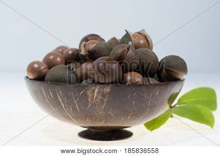 Macadamia nuts in shell new harvest close up on white background