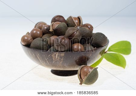 Macadamia nuts in shell new harvest close up on white background