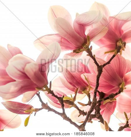 closeup of magnolias big pink petals in contrejour lighting