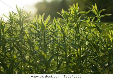 Wild field of grass on sunset, soft sun rays, warm toning, lens flares