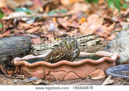 Close up beautiful bird Asian Barred Owlet (Glaucidium cuculoides) is a species of true owl drinking water on tub