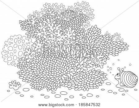 Sea snail on a coral reef in a tropical sea