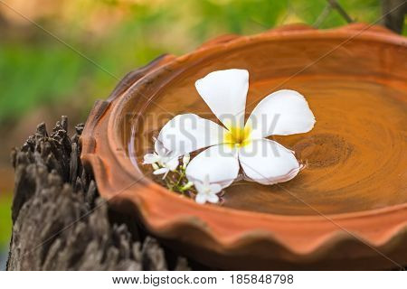 White Plumeria spp. (frangipani flowers Frangipani Pagoda tree or Temple tree) and Moke flower (Wrightia religiosa Benth) on bath touch-in spa conceptselective focus