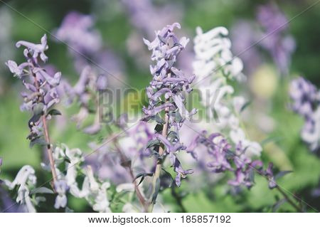 Birthwort Flowers (corydalis Solida)