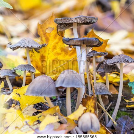 uneatable mushrooms in forest, autumn walk through forest