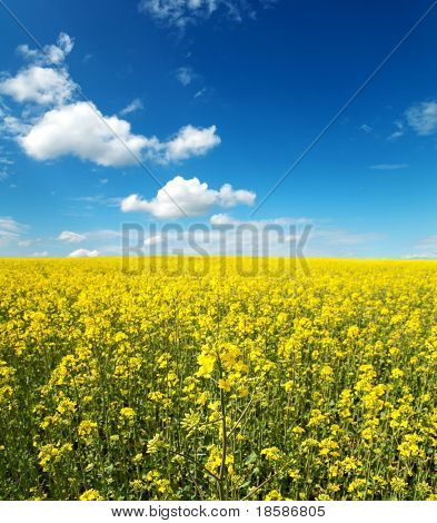 blomster af olie i raps felt med blå himmel og skyer
