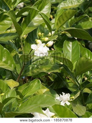 Jasminum sambac in bloom, selective focus on the flower