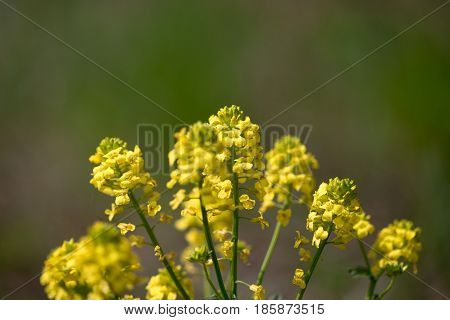 Nature Easters Background Of The Young Spring Leaves