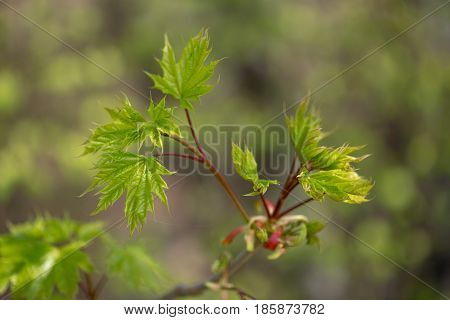 Nature Easters Background Of The Young Spring Leaves