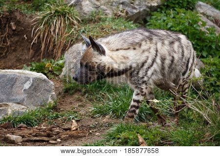 Striped hyena (Hyaena hyaena sultana), african animal