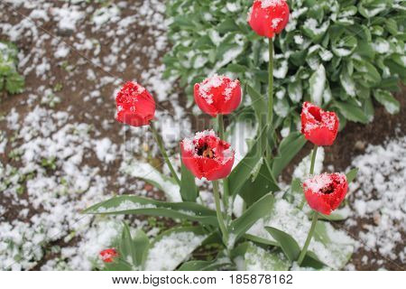 beautiful red garden tulips in full spring bloom covered white fluffy snow