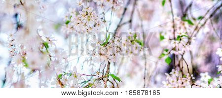 trees violet blossoming, spring time is coming