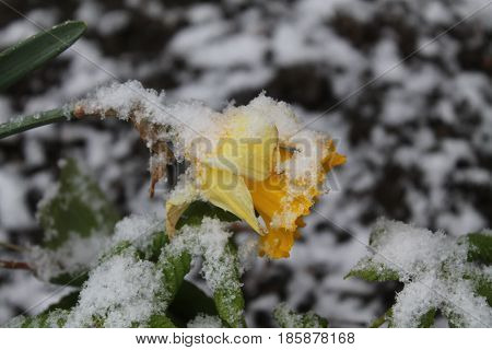 beautiful tender yellow flower in spring bloom covered white snow anomaly