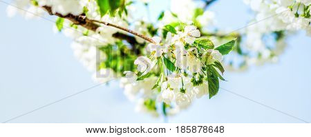trees white blossoming, spring time is coming