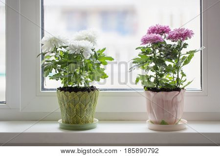 the chrysanthemum in pot on window sill