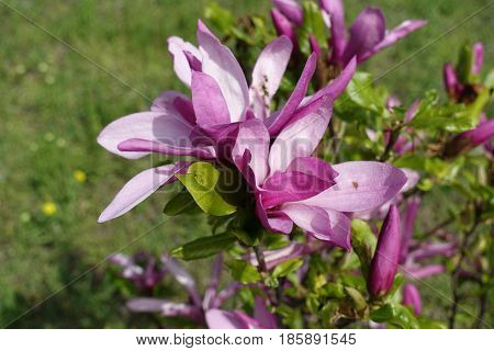 Close Up Of Pink Flowers Of Magnolia Liliiflora