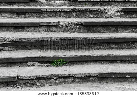 Sprouted juicy green grass on black and white steppes
