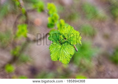 Spring shoots of currant. Currant seedlings. Young sprout of currant. Growing currant.