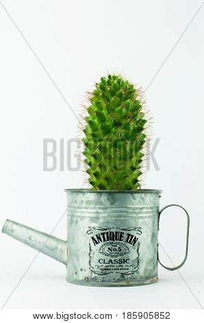Cactus In A Can In White Background
