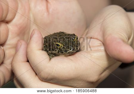 European green toad Bufo viridis sitting on a hand