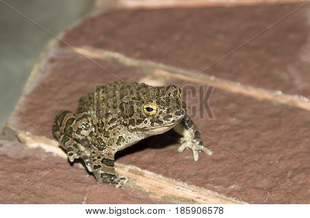 European green toad Bufo viridis sitting on a rock