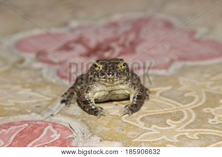 European green toad Bufo viridis sitting on a rock