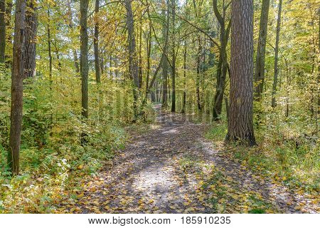 Autumn Early autumn Forest Forest Path Grove Path In The Woods Pine tree Pines Trees