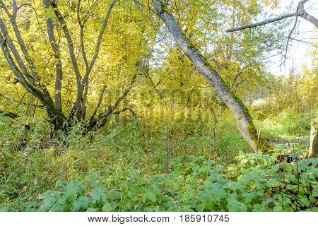 Autumn Early autumn Forest Grove Leaves Leaves of the trees Rays of sunlight Sunlight Sunlight in the branches Trees