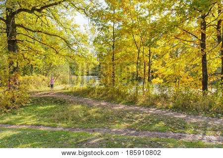 Autumn Early autumn Forest Grove Leaves Leaves of the trees Rays of sunlight Sunlight Sunlight in the branches Trees